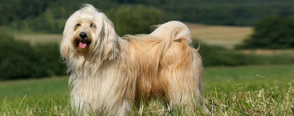 Close-up of Tibetan Terrier face