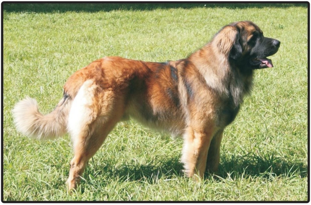 Leonberger sitting calmly on grass near a path