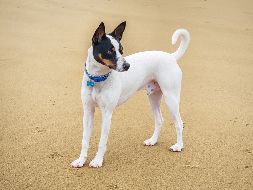 Tenterfield Terrier looking up attentively