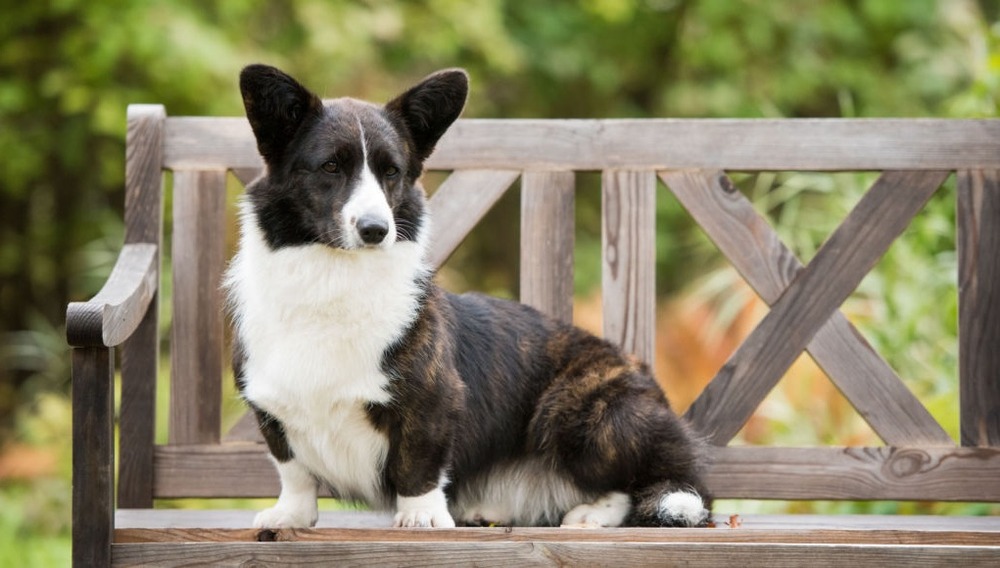 Cardigan Welsh Corgi with upright ears