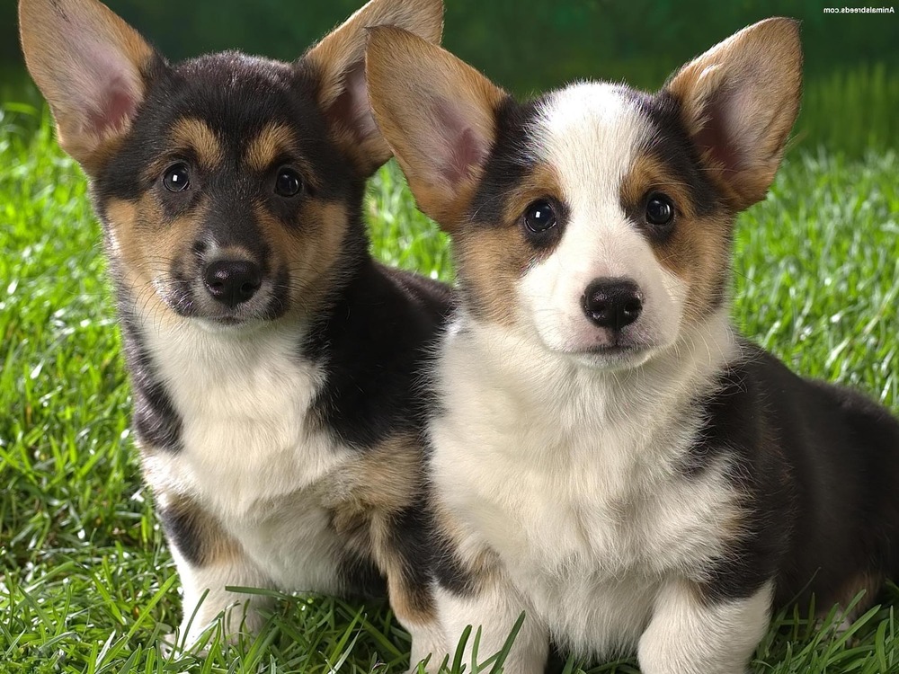 Lancashire Heeler standing outdoors