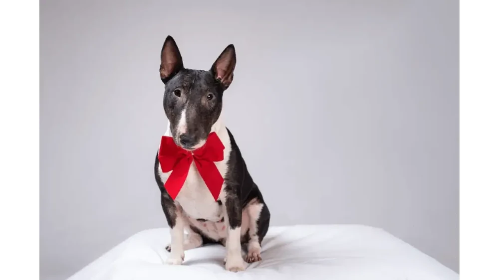 Miniature Bull Terrier portrait
