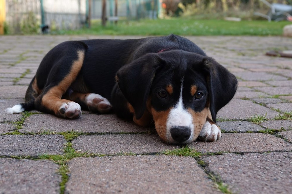 Appenzeller Sennenhund standing outdoors
