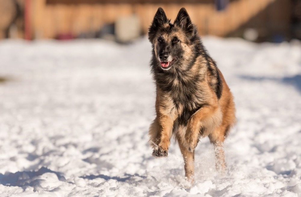 Belgian Shepherd Dog Tervueren standing outdoors