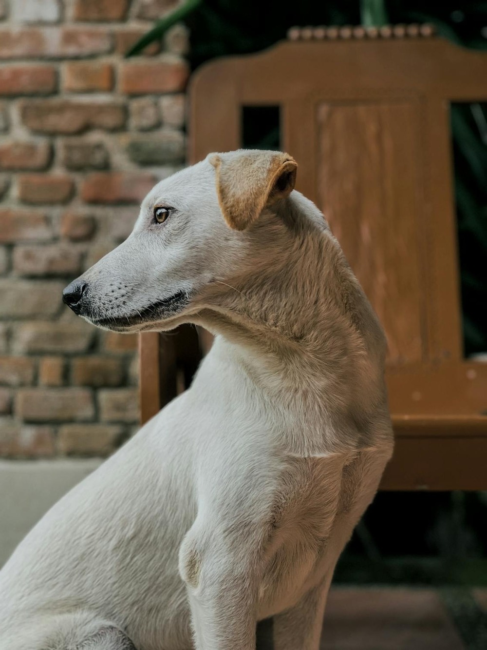 Cretan hound in profile with curled tail