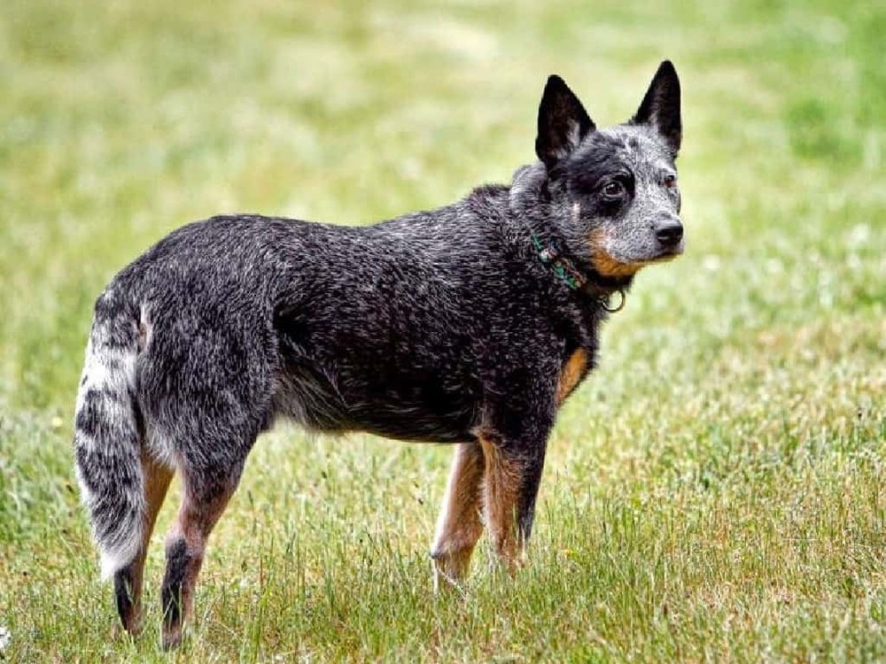 Australian Cattle Dog looking to the side