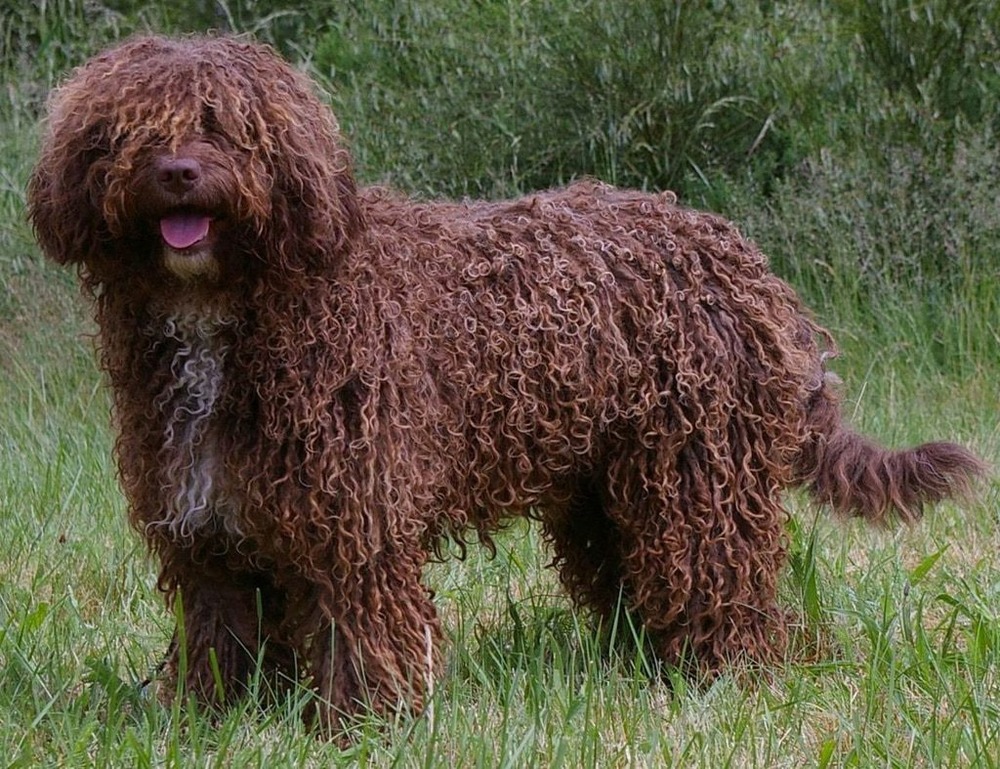 Spanish Water Dog on a lead during a walk