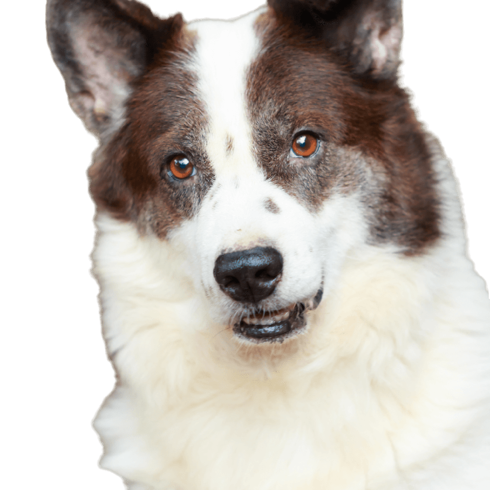 Thai Bangkaew Dog resting with attentive expression