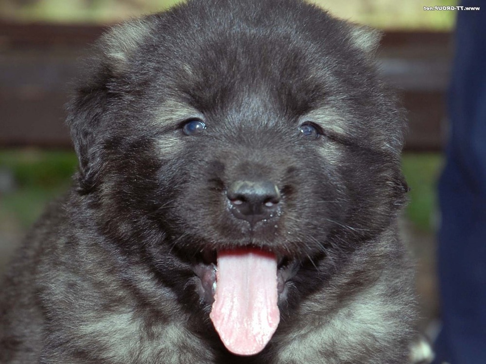 Šarplaninac standing outdoors