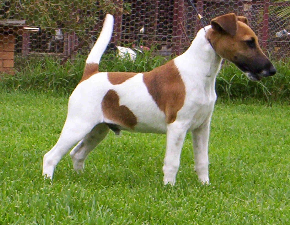 Smooth Fox Terrier standing alert outdoors