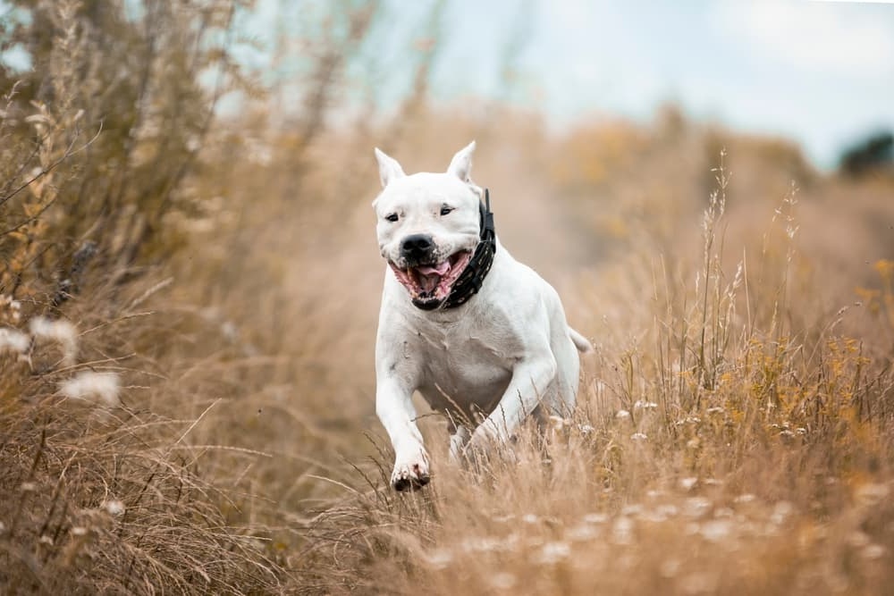 White dog with short coat resting