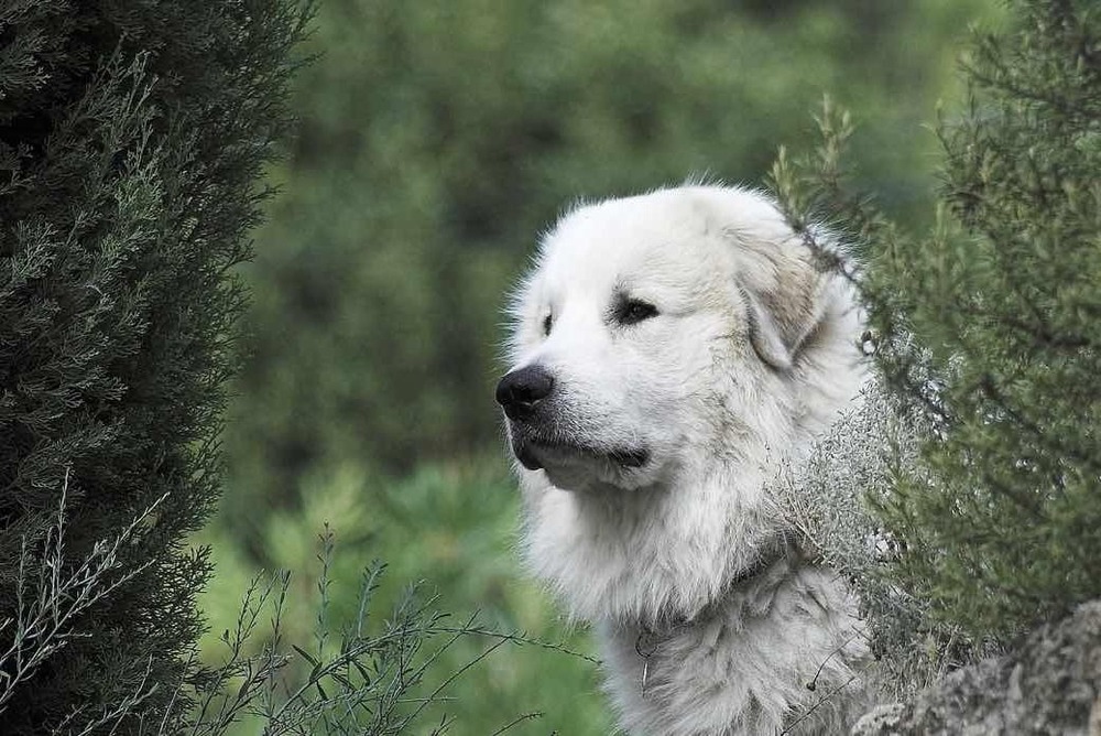 Pyrenean Mountain Dog standing outdoors