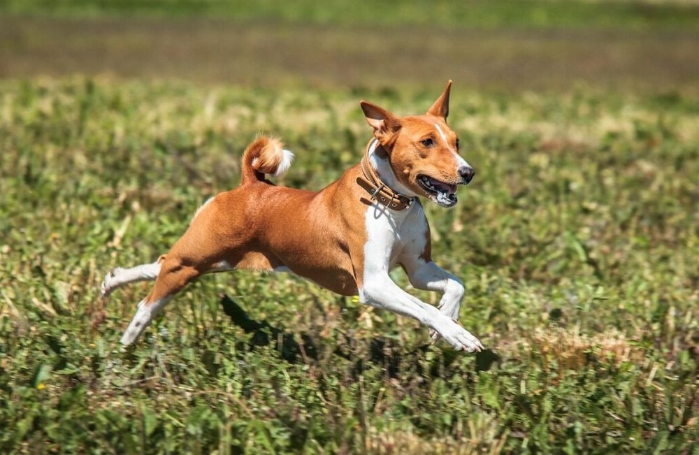 Close view of a hound’s face