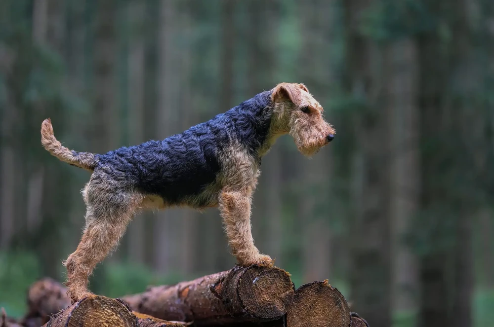 Welsh Terrier coat close-up