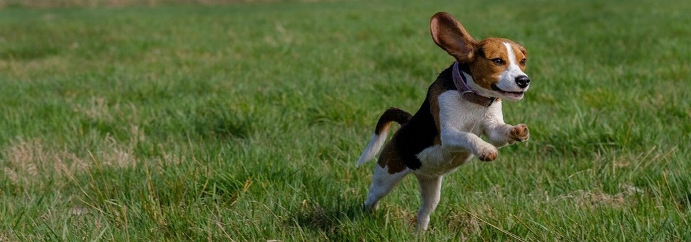 Beagle standing outdoors with alert posture