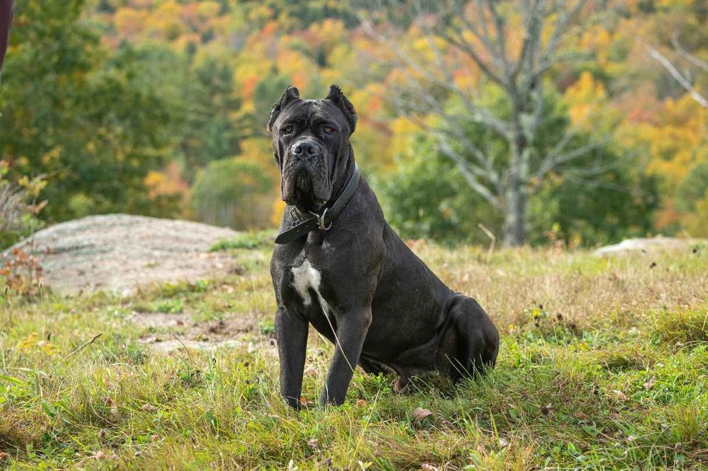 Cane Corso walking on lead