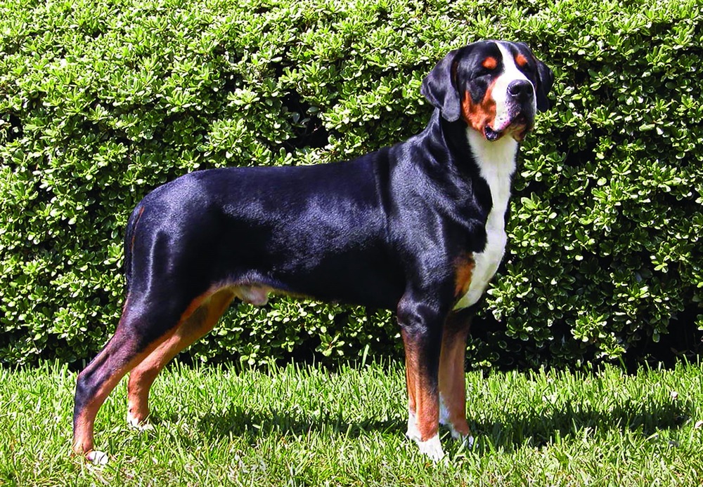 Greater Swiss Mountain Dog resting on grass
