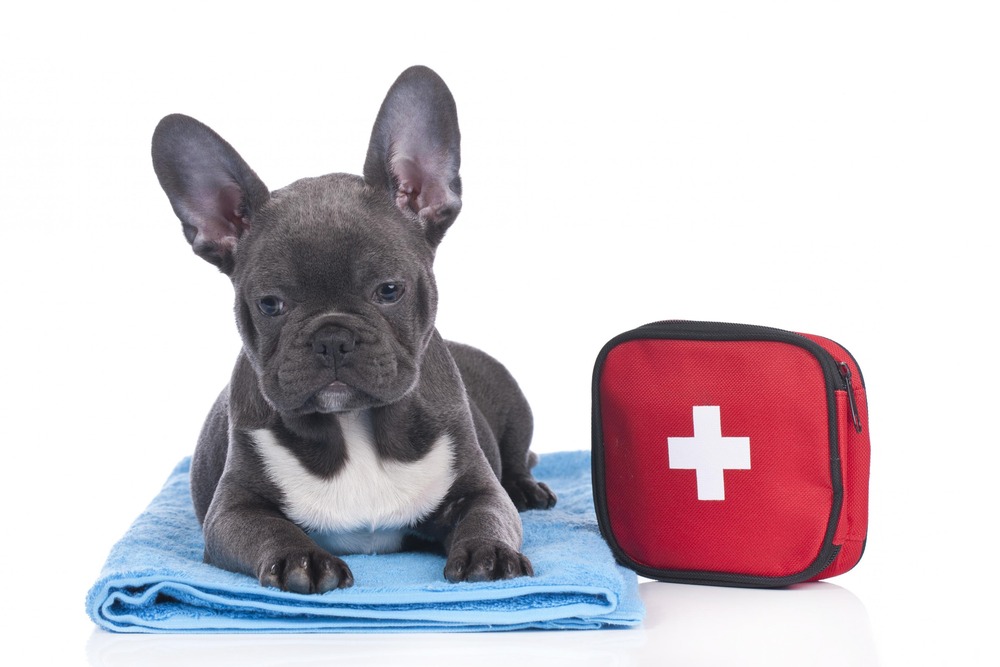 Dog first aid supplies laid out