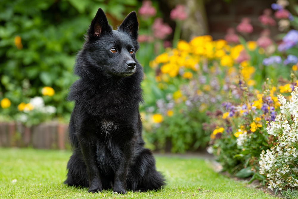 Schipperke sitting attentively