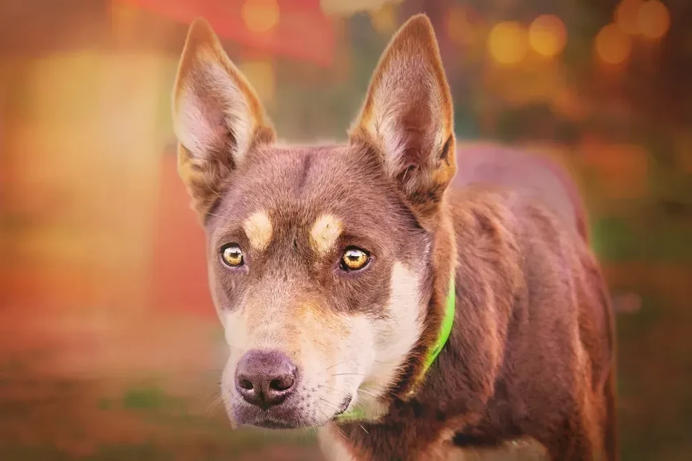 Australian Kelpie running in a field