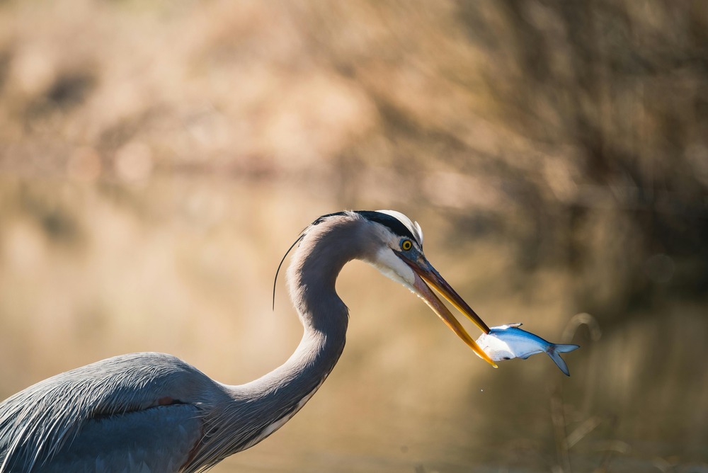 Donggyeongi dog with a short tail