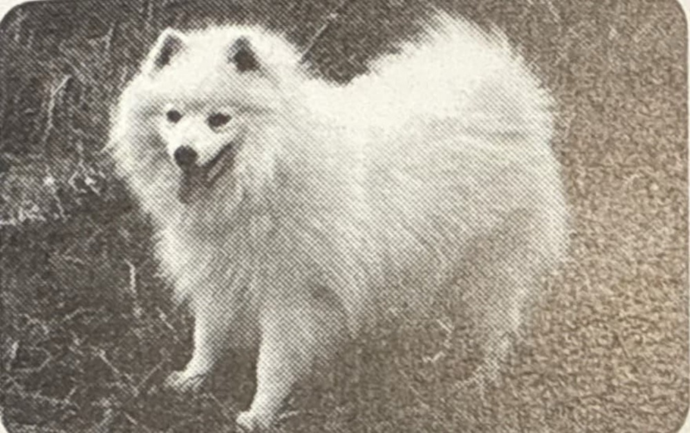 Japanese Spitz face with erect ears and dark eyes