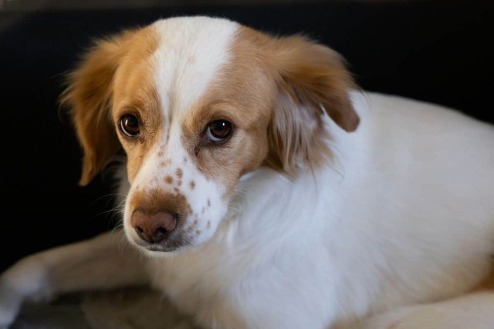 Small dog resting on grass