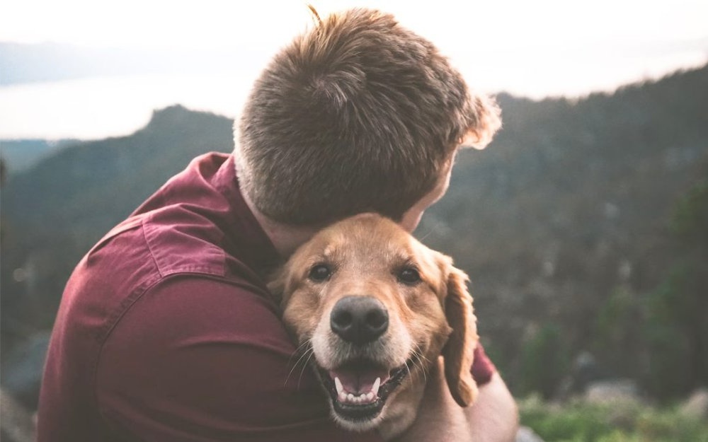 Dog being checked by a vet