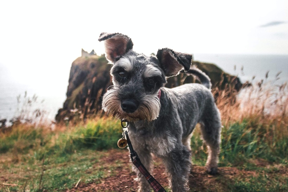 Miniature Schnauzer with neatly groomed coat