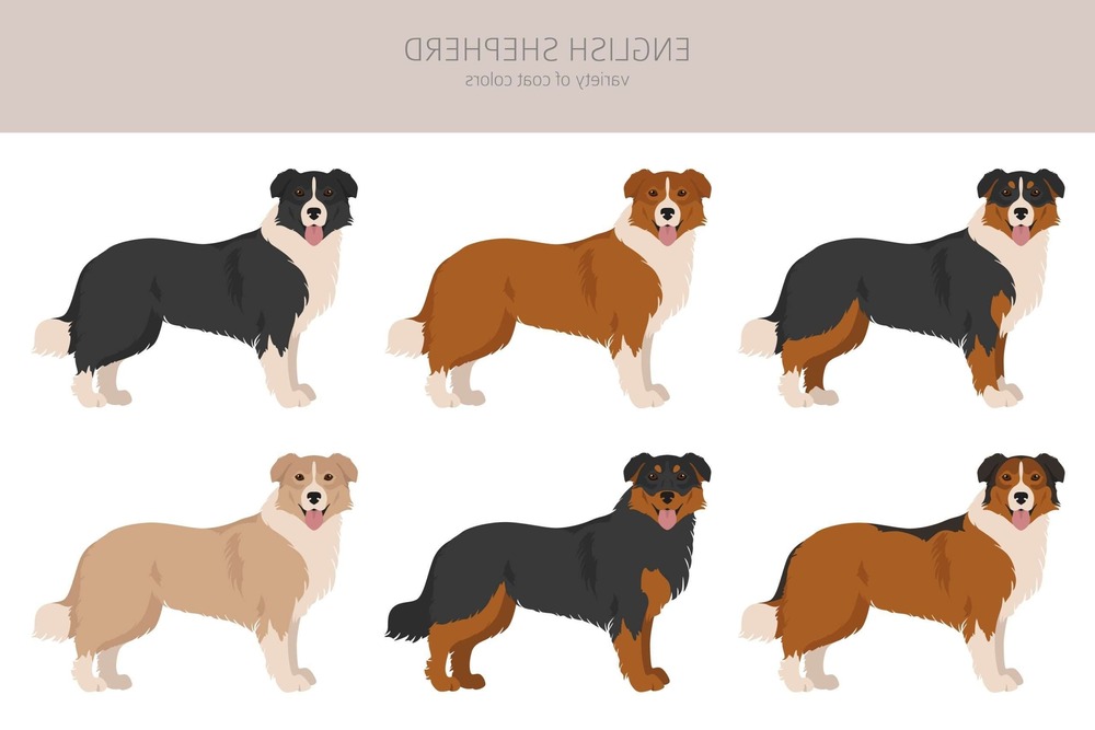 English Shepherd standing outdoors