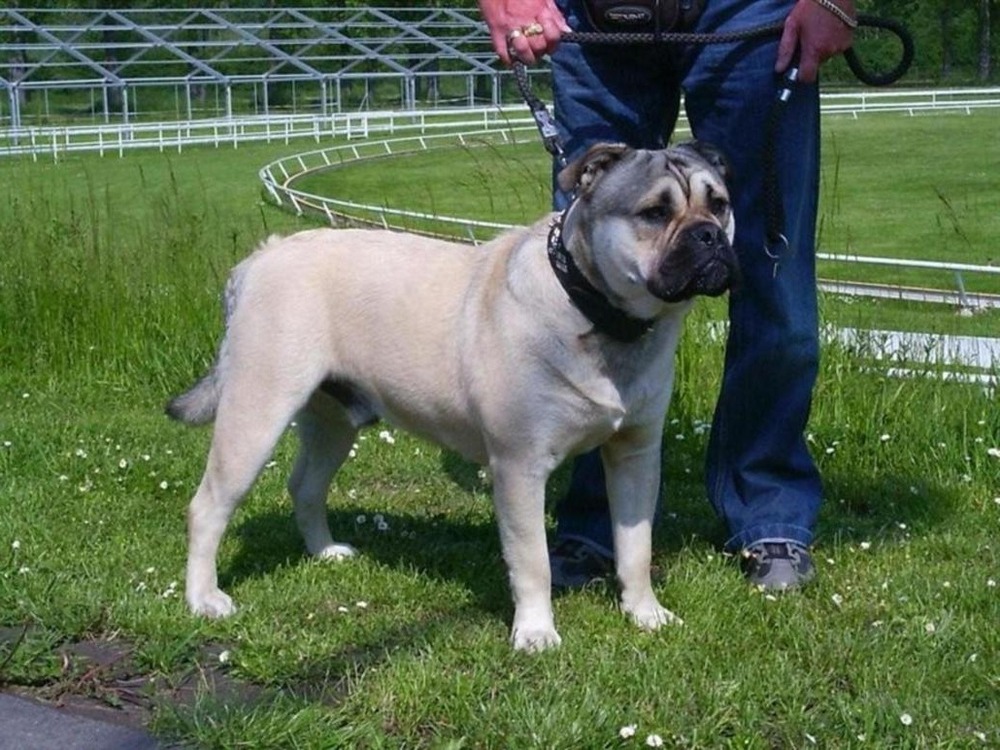 Perro de Presa Mallorquin standing outdoors