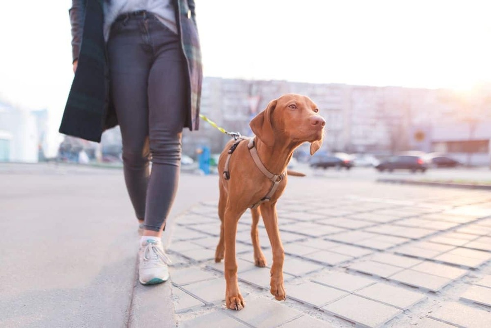 Vizsla sitting beside owner outdoors