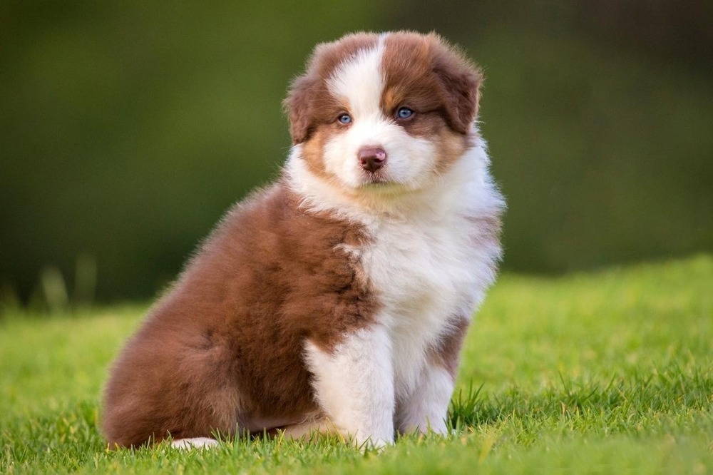 Australian Shepherd with medium length coat