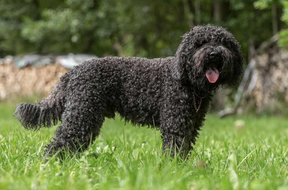Barbet standing on grass with curly coat