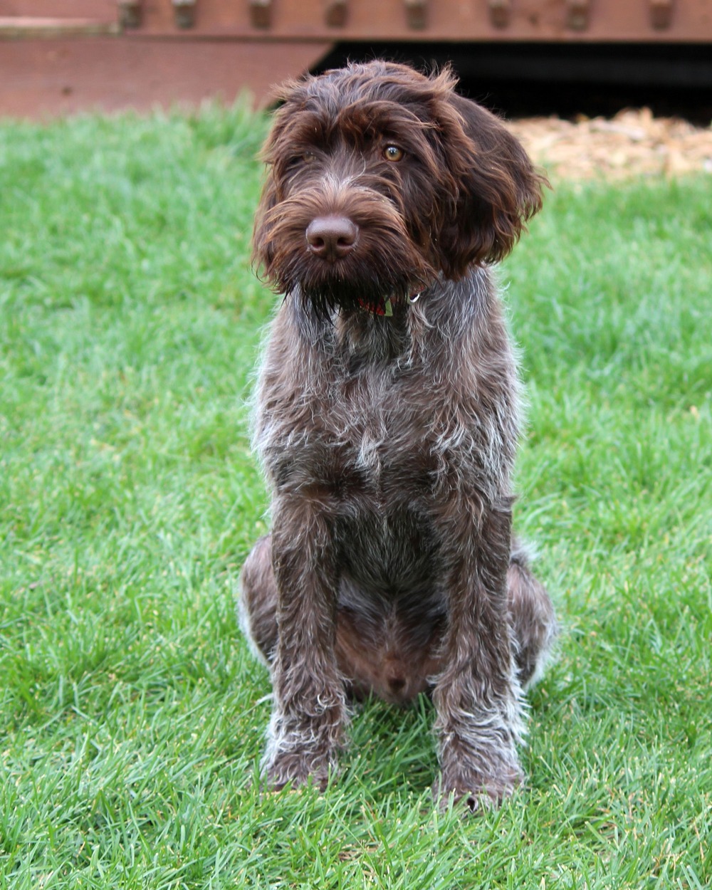 German Roughhaired Pointer standing outdoors
