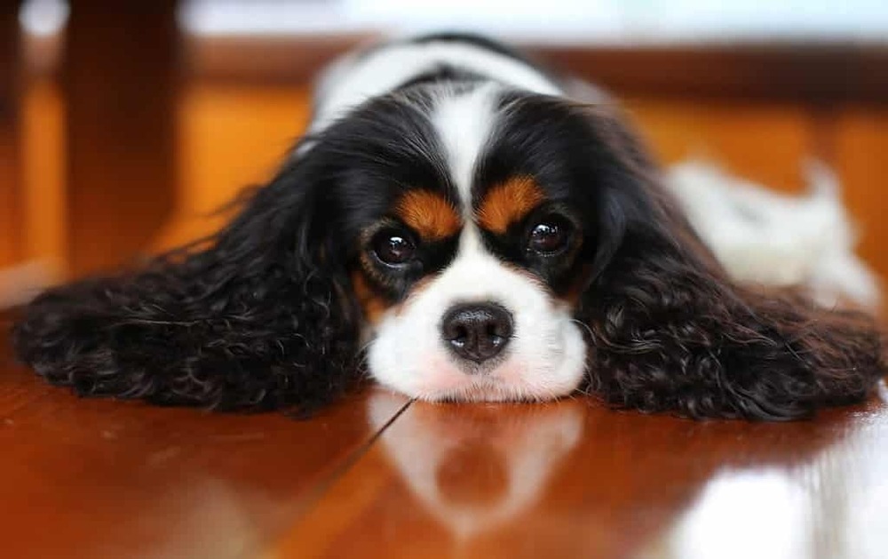 Spaniel on a lead during a walk