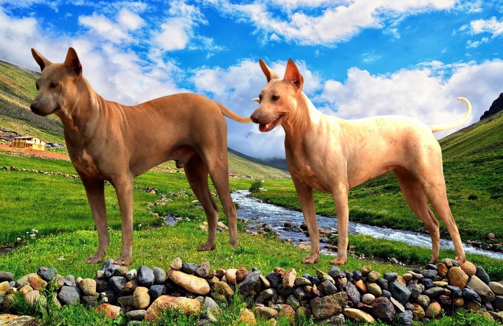 Jonangi dog outdoors ready for training