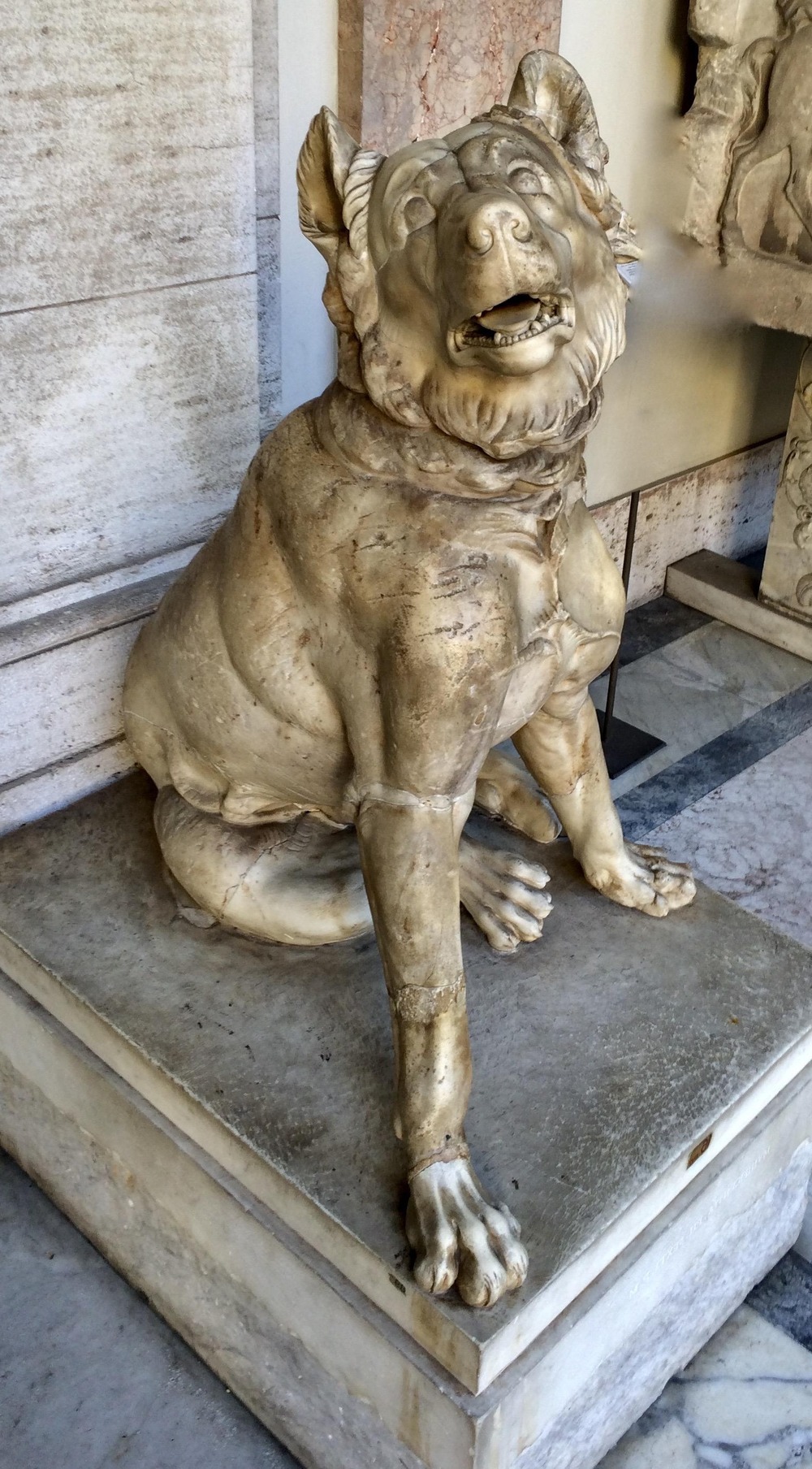 Close view of a large dog with short dense coat