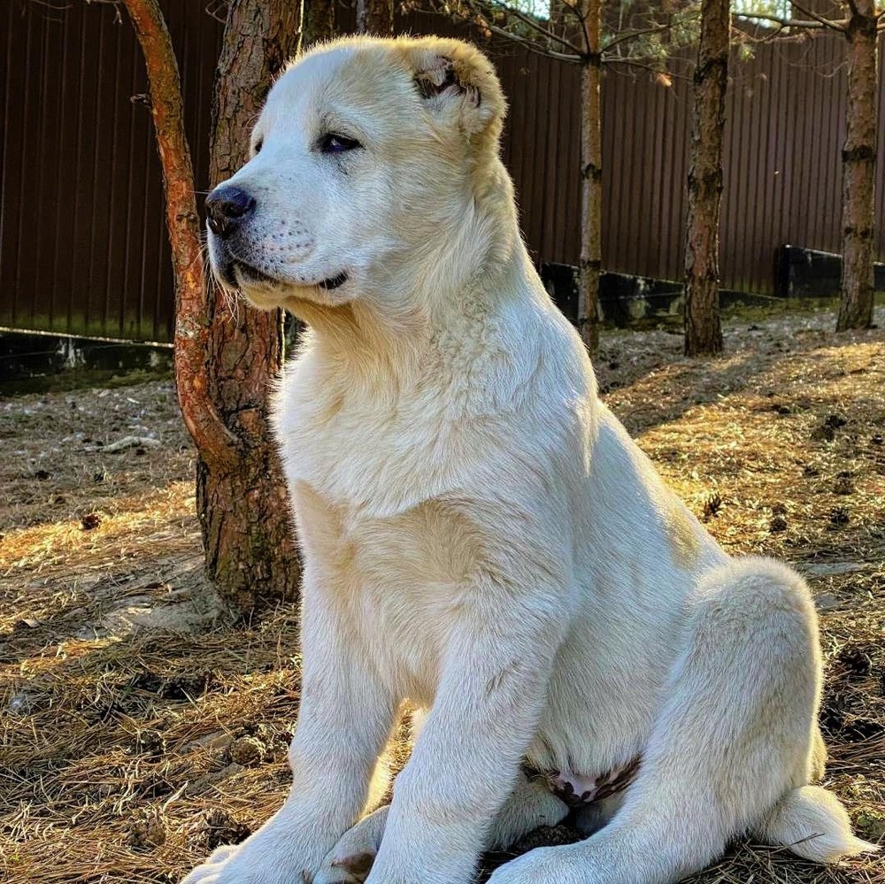 Thick-coated shepherd type dog looking to the side