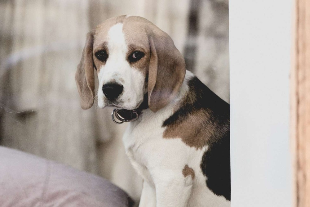 Hygen Hound standing outdoors