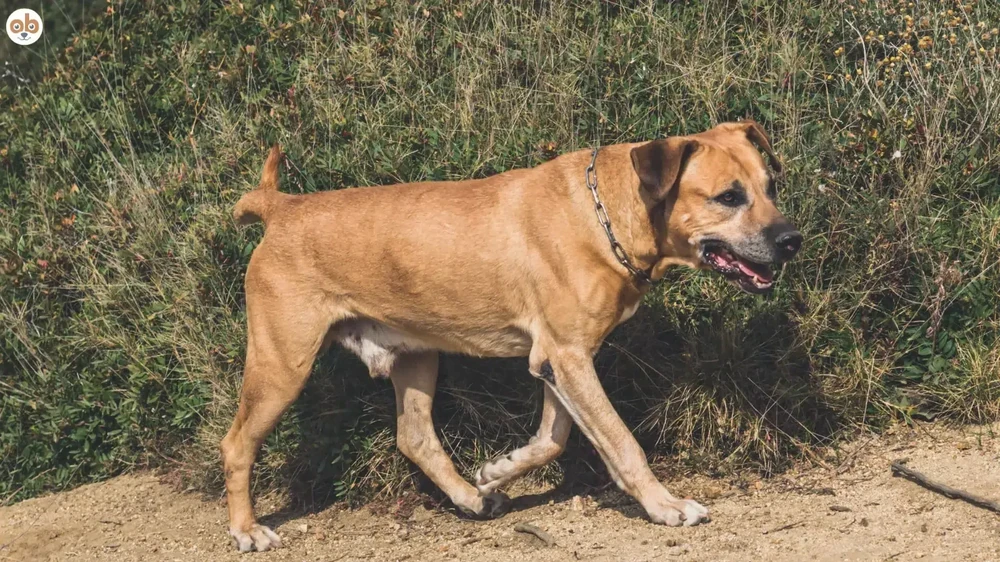 Cimarron Uruguayo running in open space