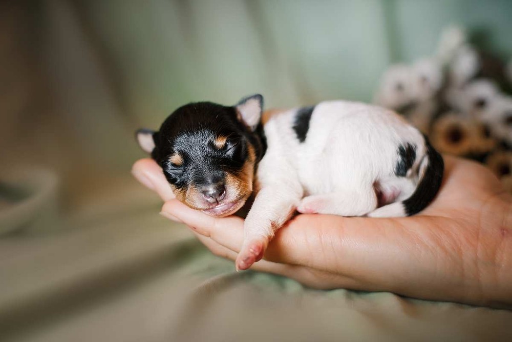Toy Fox Terrier being held outdoors