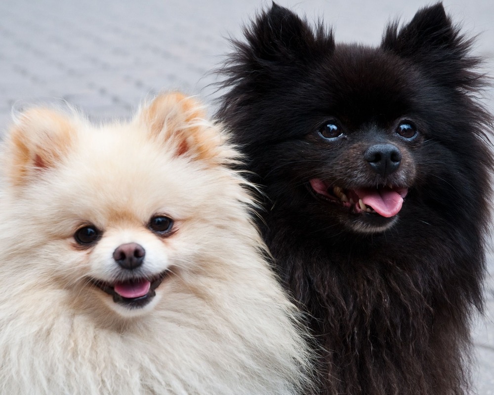 Pomeranian standing with a fluffy coat