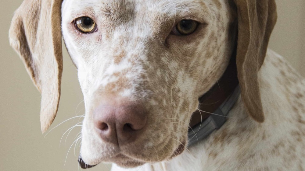 Braque du Bourbonnais sitting and looking alert