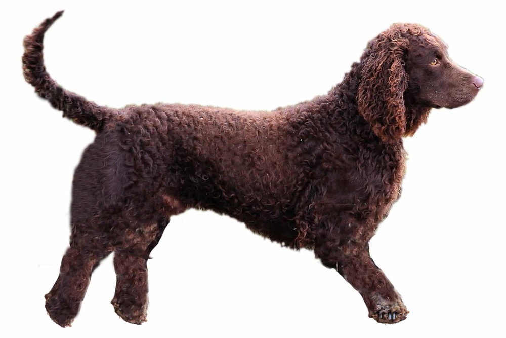 American Water Spaniel standing outdoors