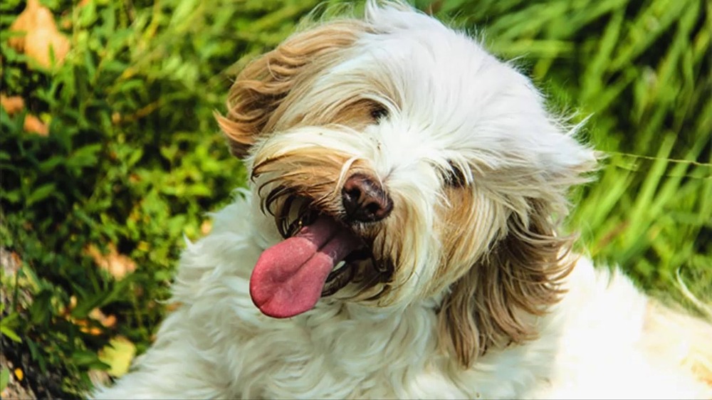 Armant dog standing outdoors