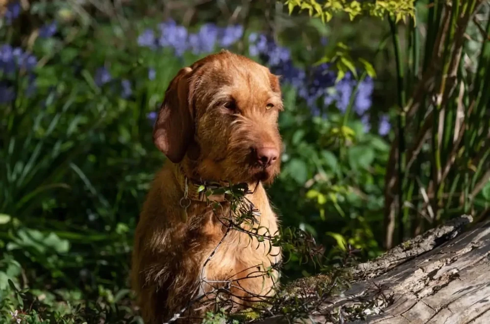 Wirehaired Vizsla standing outdoors