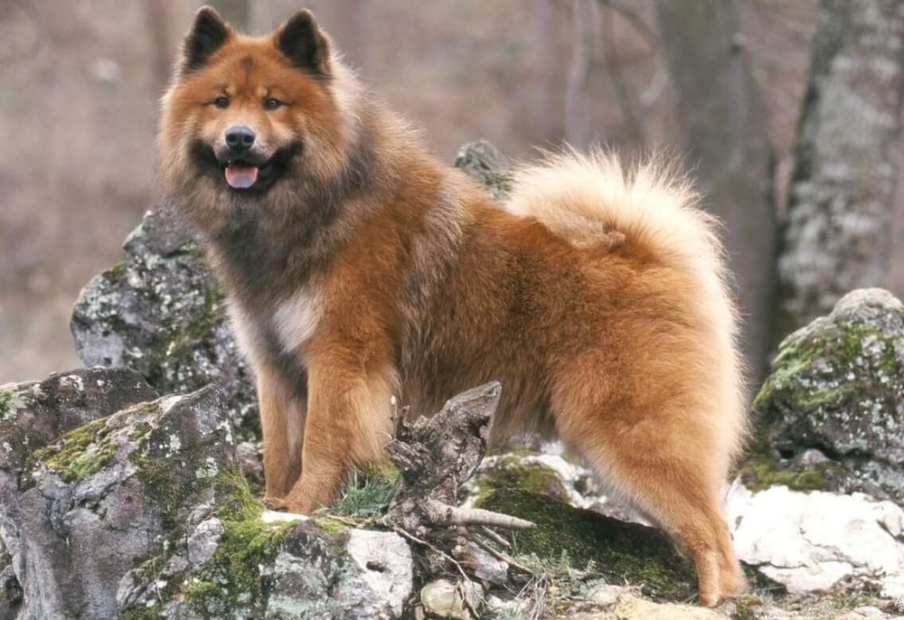 Eurasier thick coat close-up