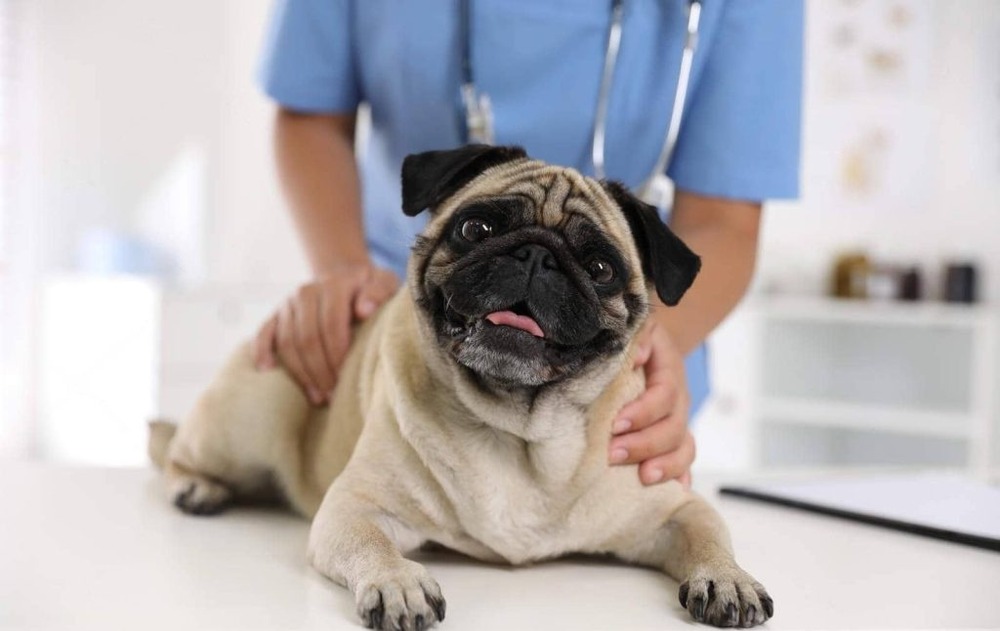 Dog resting comfortably on a bed
