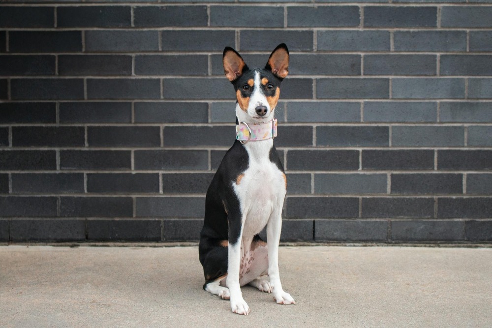 Basenji resting with ears pricked